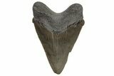 Serrated, Juvenile Megalodon Tooth - South Carolina #212993-1